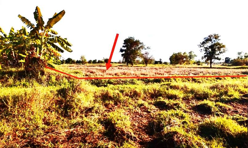 รูปที่ดินว่างเปล่า รังกาใหญ่ พิมาย นครราชสีมา