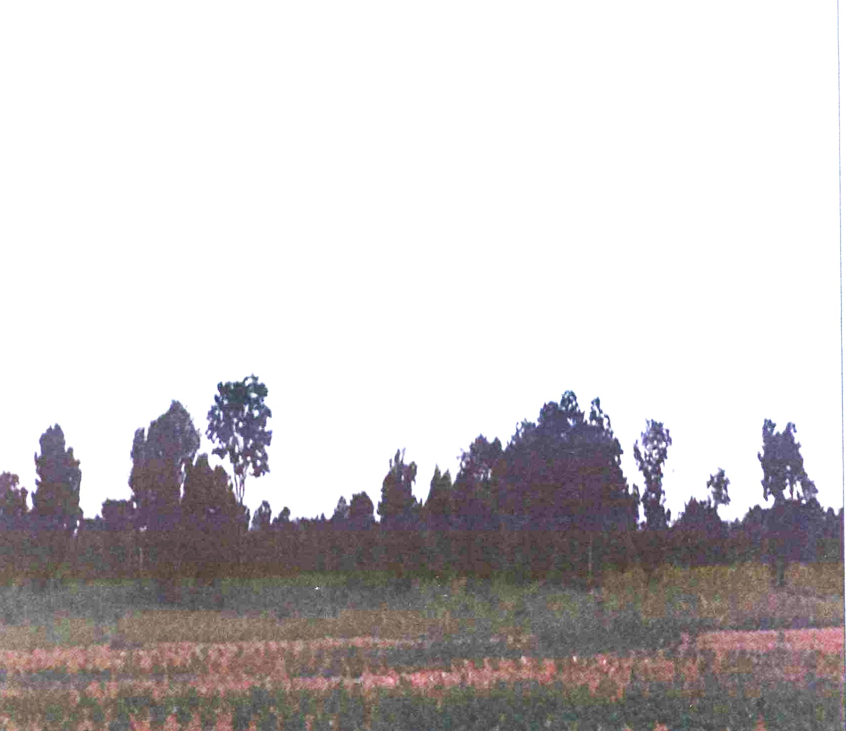 รูปที่ดินว่างเปล่า บ้านเก่า ด่านขุนทด นครราชสีมา