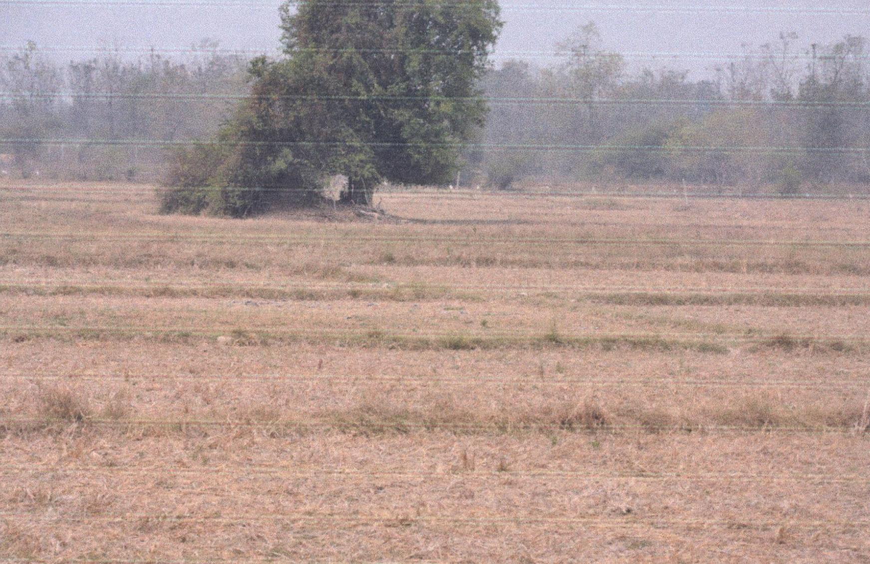 รูปที่ดินว่างเปล่า เหมืองหม้อ เมืองแพร่ แพร่