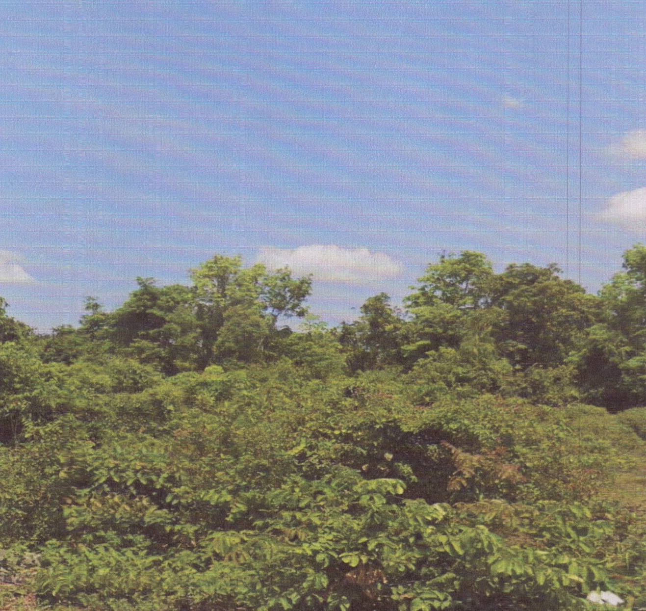 รูปที่ดินว่างเปล่า ควนลัง หาดใหญ่ สงขลา