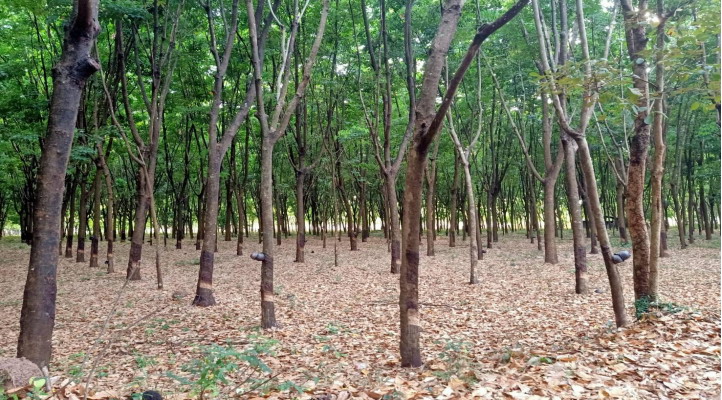 รูปที่ดินว่างเปล่า ช้างเผือก สุวรรณภูมิ ร้อยเอ็ด