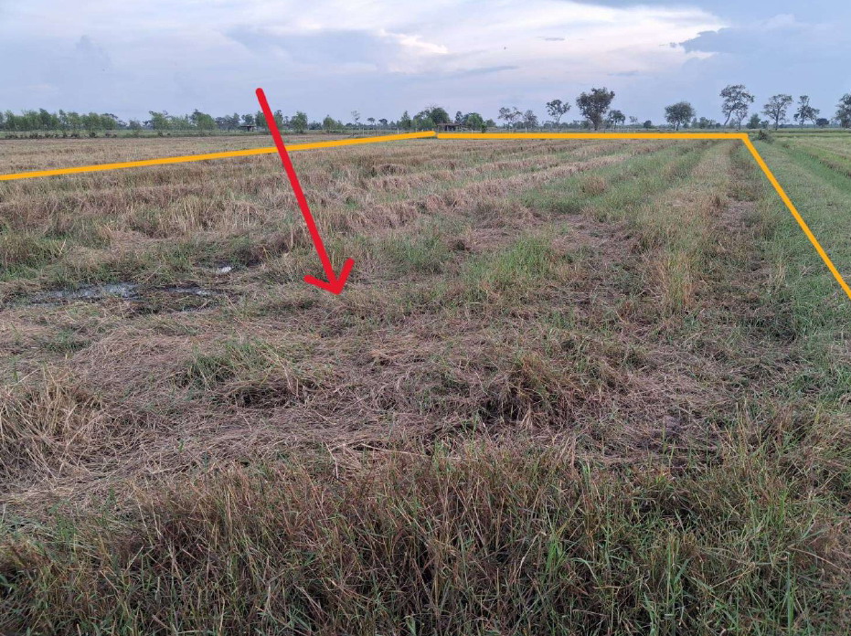 รูปที่ดินว่างเปล่า เมืองเตา พยัคฆภูมิพิสัย มหาสารคาม