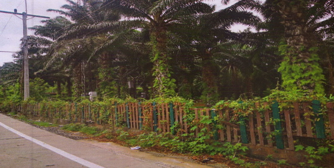 รูปที่ดินว่างเปล่า มะขามเตี้ย เมืองสุราษฎร์ธานี สุราษฎร์ธานี