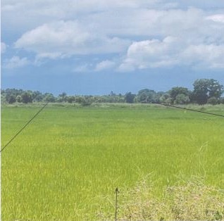 รูปที่ดินว่างเปล่า มะขามสูง เมืองพิษณุโลก พิษณุโลก
