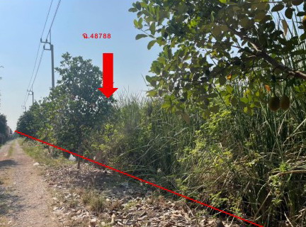รูปที่ดินว่างเปล่า ลำปลาทิว ลาดกระบัง กรุงเทพมหานคร