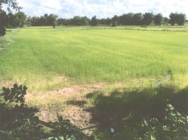 รูปที่ดินว่างเปล่า รอบเมือง เมืองร้อยเอ็ด ร้อยเอ็ด