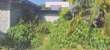 รูปที่ดินพร้อมสิ่งปลูกสร้าง นาโยงเหนือ นาโยง ตรัง