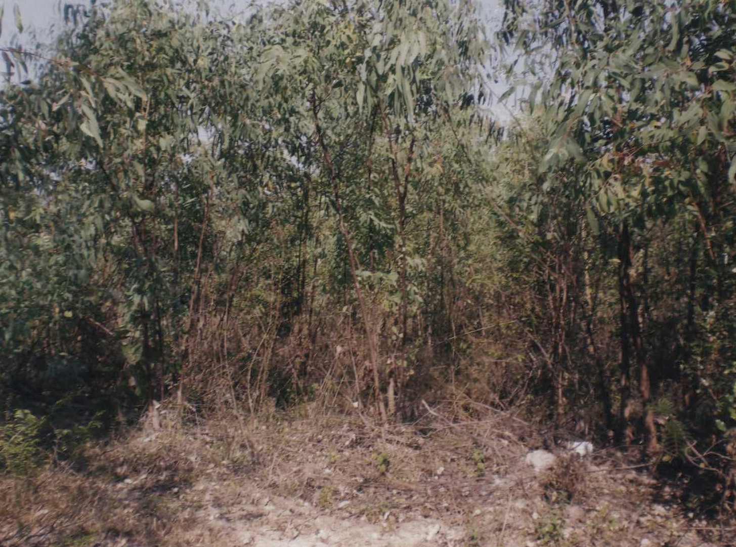 รูปที่ดินว่างเปล่า เขื่องใน เขื่องใน อุบลราชธานี