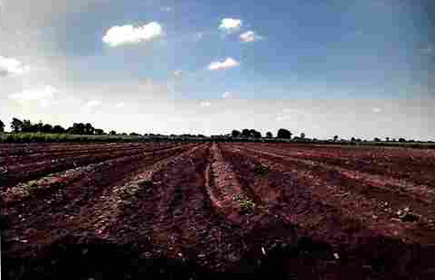 รูปที่ดินว่างเปล่า หนองบัวละคร ด่านขุนทด นครราชสีมา