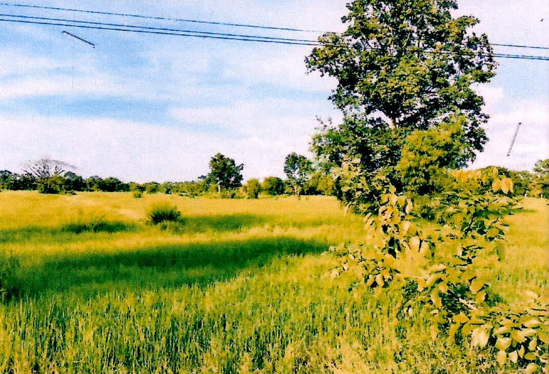 รูปที่ดินว่างเปล่า หนองใหญ่ เมืองจันทร์ ศรีสะเกษ
