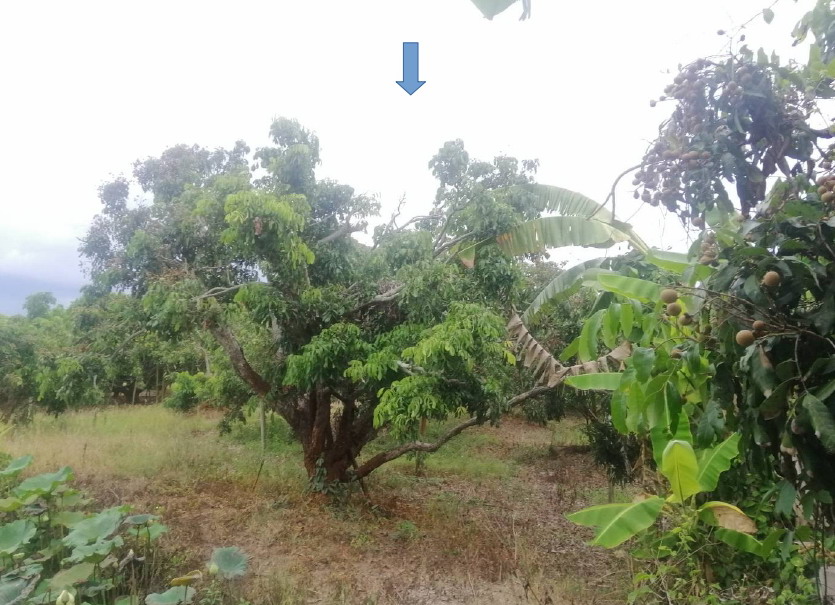 รูปที่ดินว่างเปล่า บ้านกลาง สันป่าตอง เชียงใหม่