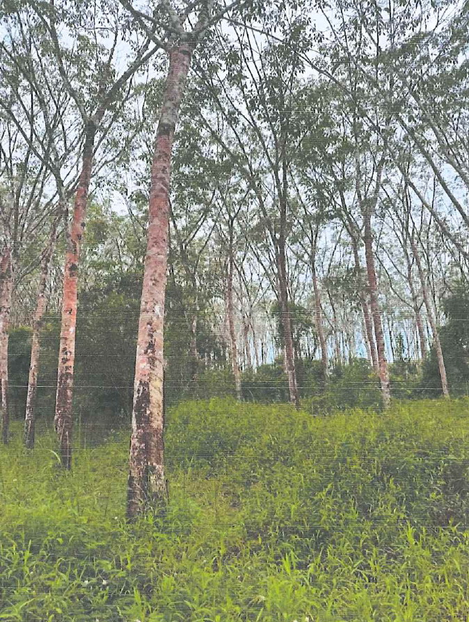 รูปที่ดินว่างเปล่า สุโสะ ปะเหลียน ตรัง
