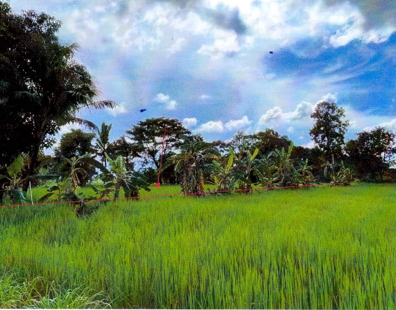 รูปที่ดินว่างเปล่า หนองไฮ เมืองศรีสะเกษ ศรีสะเกษ