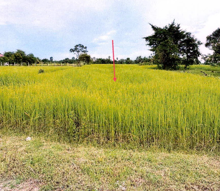 รูปที่ดินว่างเปล่า หมากเขียบ เมืองศรีสะเกษ ศรีสะเกษ
