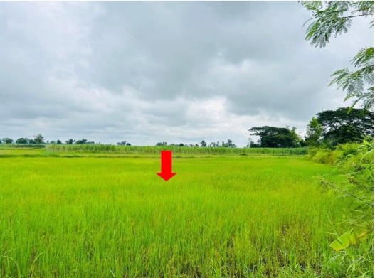 รูปที่ดินว่างเปล่า หนองกุง น้ำพอง ขอนแก่น