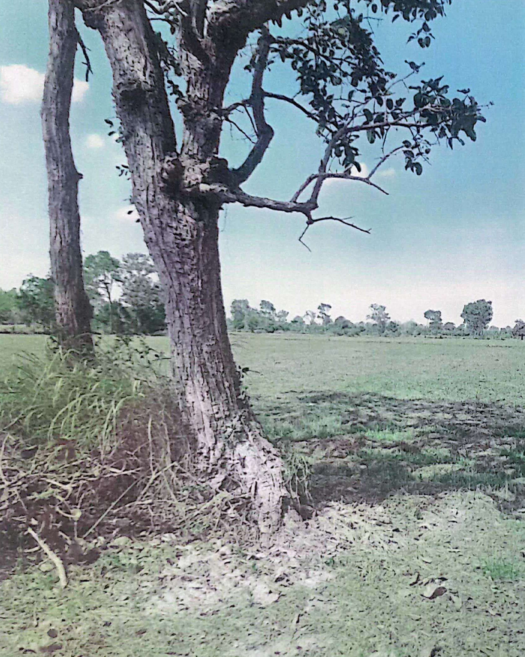 รูปที่ดินว่างเปล่า หนองไผ่ (หญ้าปล้อง) เมืองศรีสะเกษ ศรีสะเกษ
