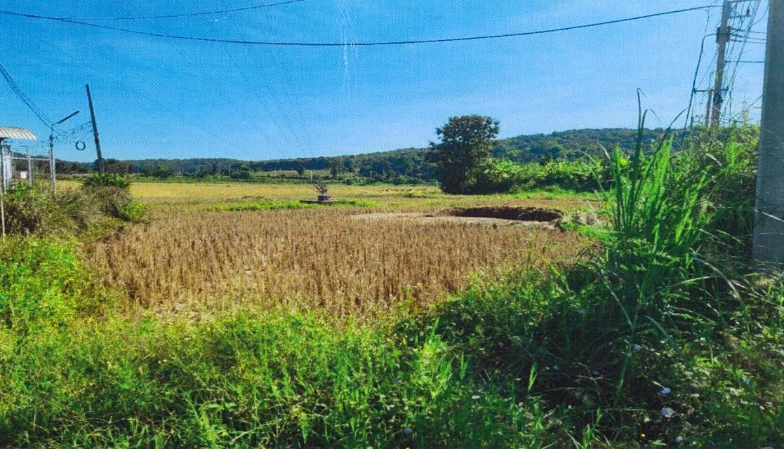 รูปที่ดินว่างเปล่า ศรีดอนมูล เชียงแสน เชียงราย