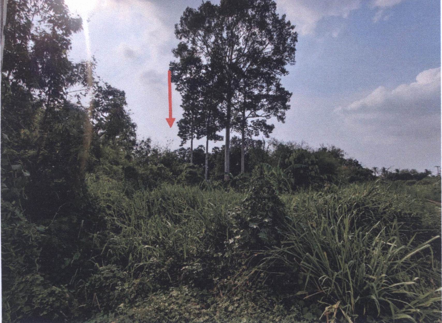 รูปที่ดินว่างเปล่า หัวสำโรง ท่าวุ้ง ลพบุรี