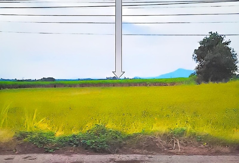 รูปที่ดินว่างเปล่า สระประดู่ วิเชียรบุรี เพชรบูรณ์
