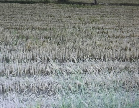 รูปที่ดินว่างเปล่า กลาง เดชอุดม อุบลราชธานี