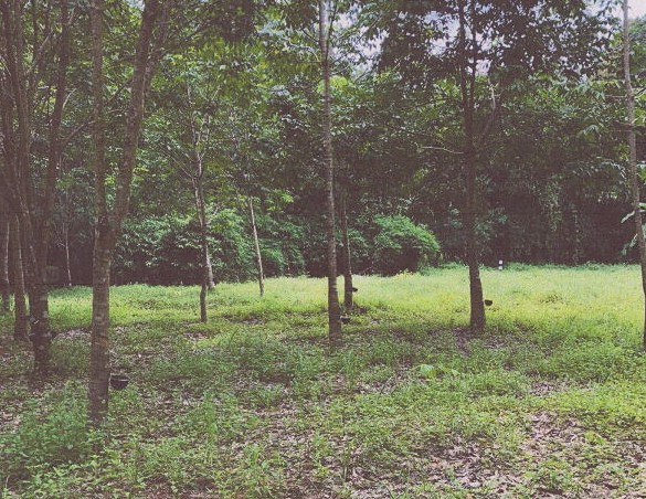 รูปที่ดินว่างเปล่า ชะโนดน้อย ดงหลวง มุกดาหาร