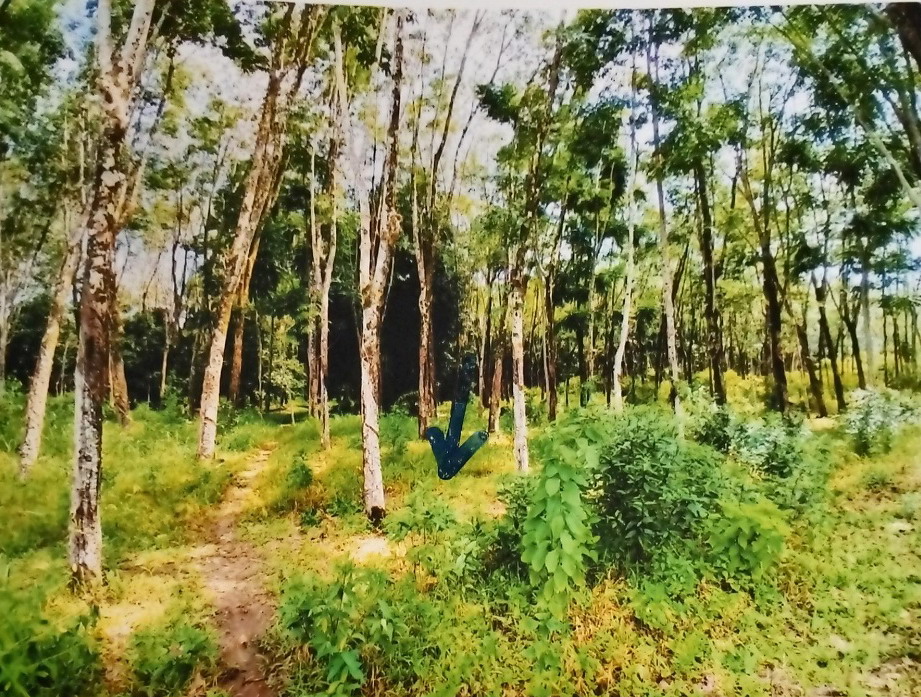 รูปที่ดินว่างเปล่า กระโสม ตะกั่วทุ่ง พังงา
