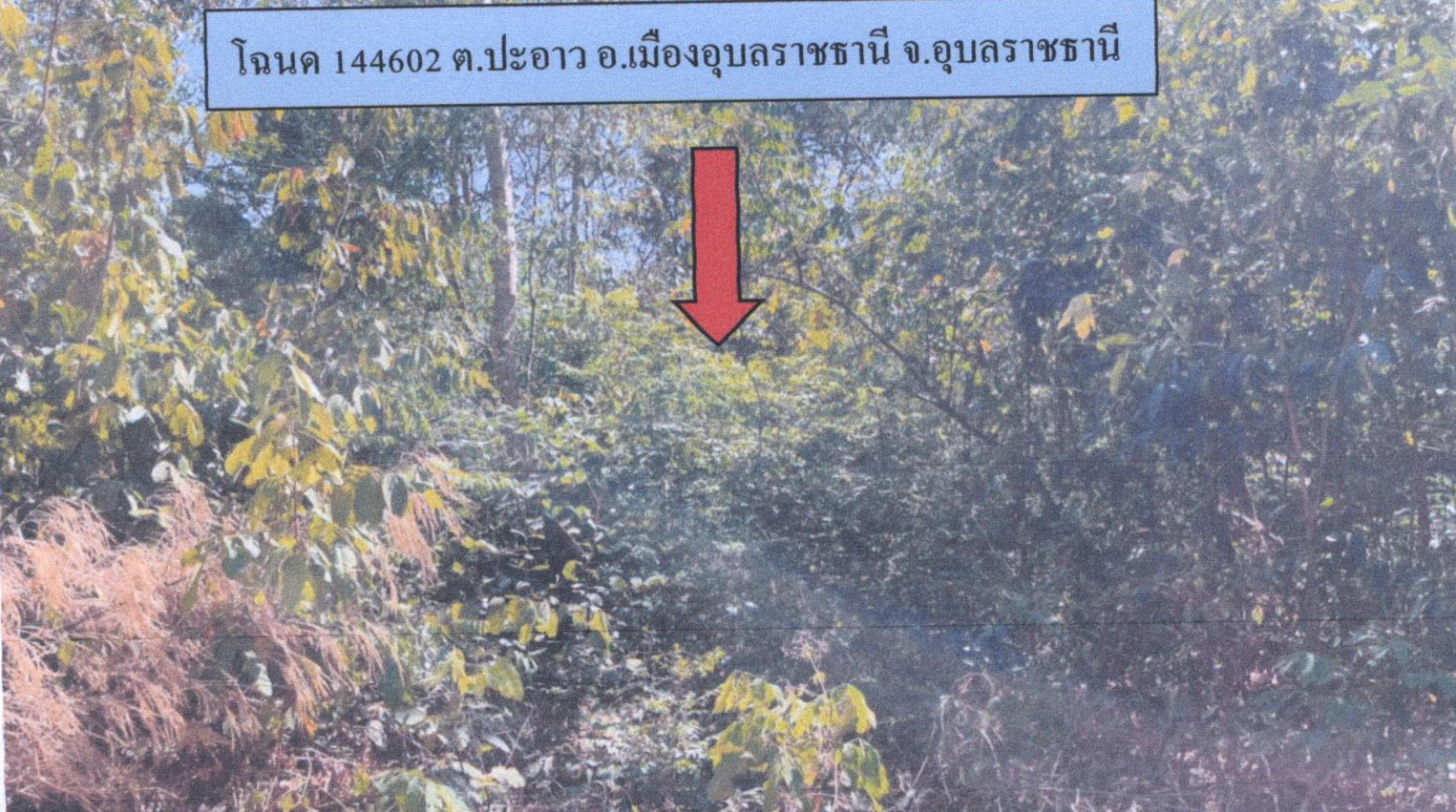 รูปที่ดินว่างเปล่า ปะอาว เมืองอุบลราชธานี อุบลราชธานี