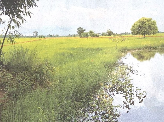 รูปที่ดินว่างเปล่า ดู่ ราษีไศล ศรีสะเกษ