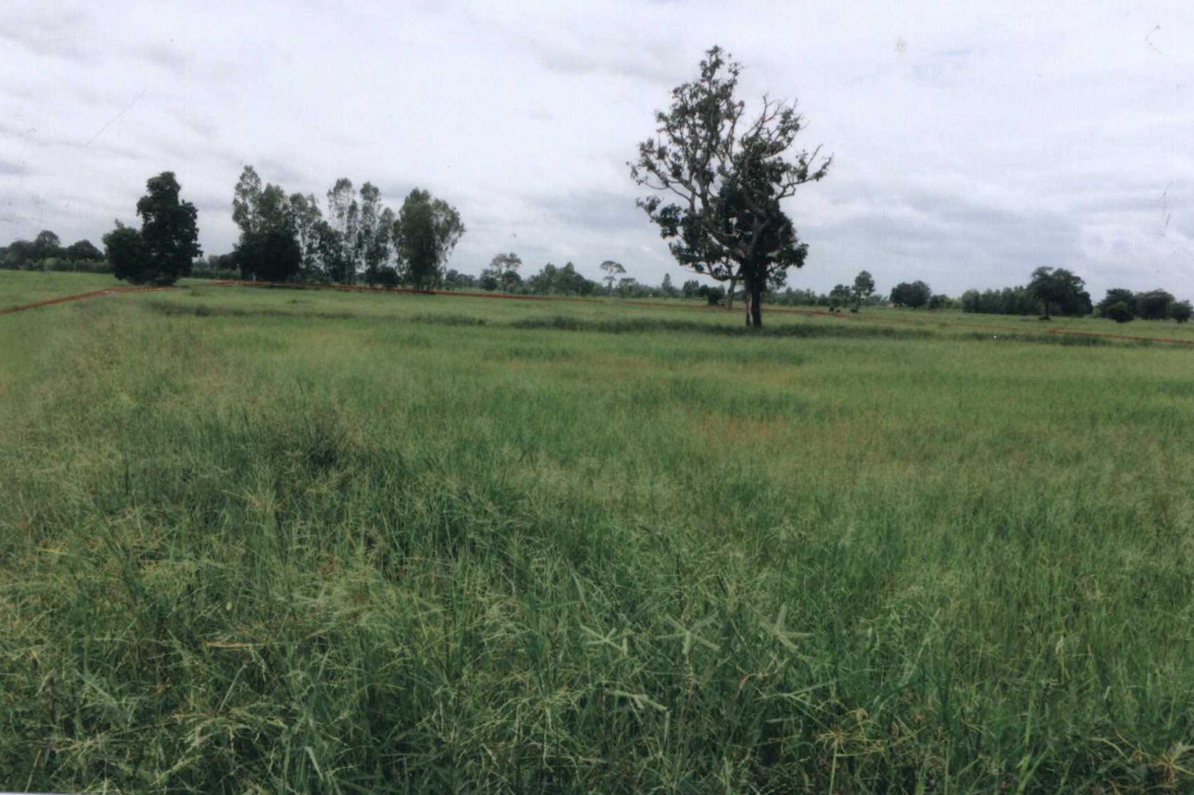 รูปที่ดินว่างเปล่า สำโรง เมืองสุรินทร์ สุรินทร์