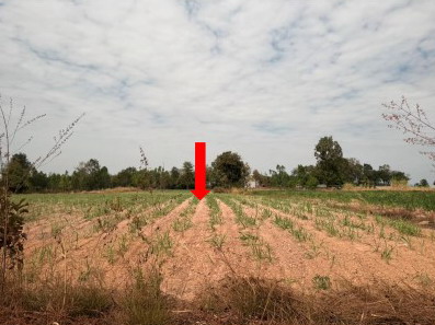 รูปที่ดินว่างเปล่า นาจารย์ เมืองกาฬสินธุ์ กาฬสินธุ์