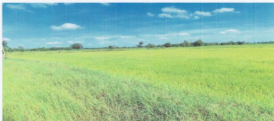 รูปที่ดินว่างเปล่า สะแก สตึก บุรีรัมย์