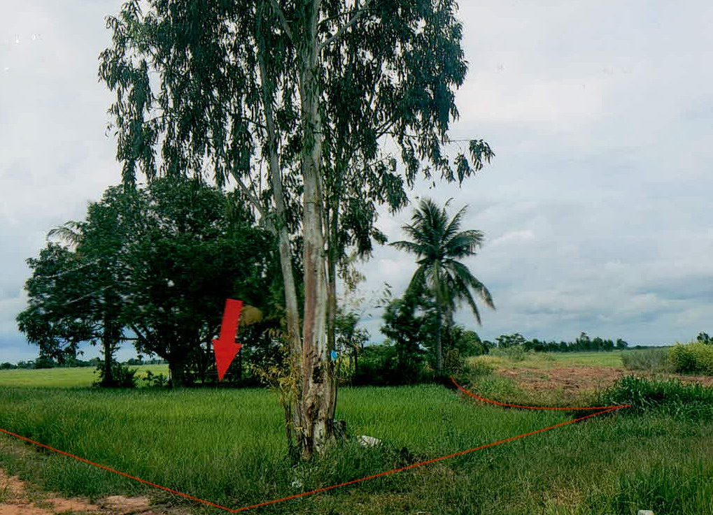 รูปที่ดินว่างเปล่า ยางชุมน้อย ยางชุมน้อย ศรีสะเกษ