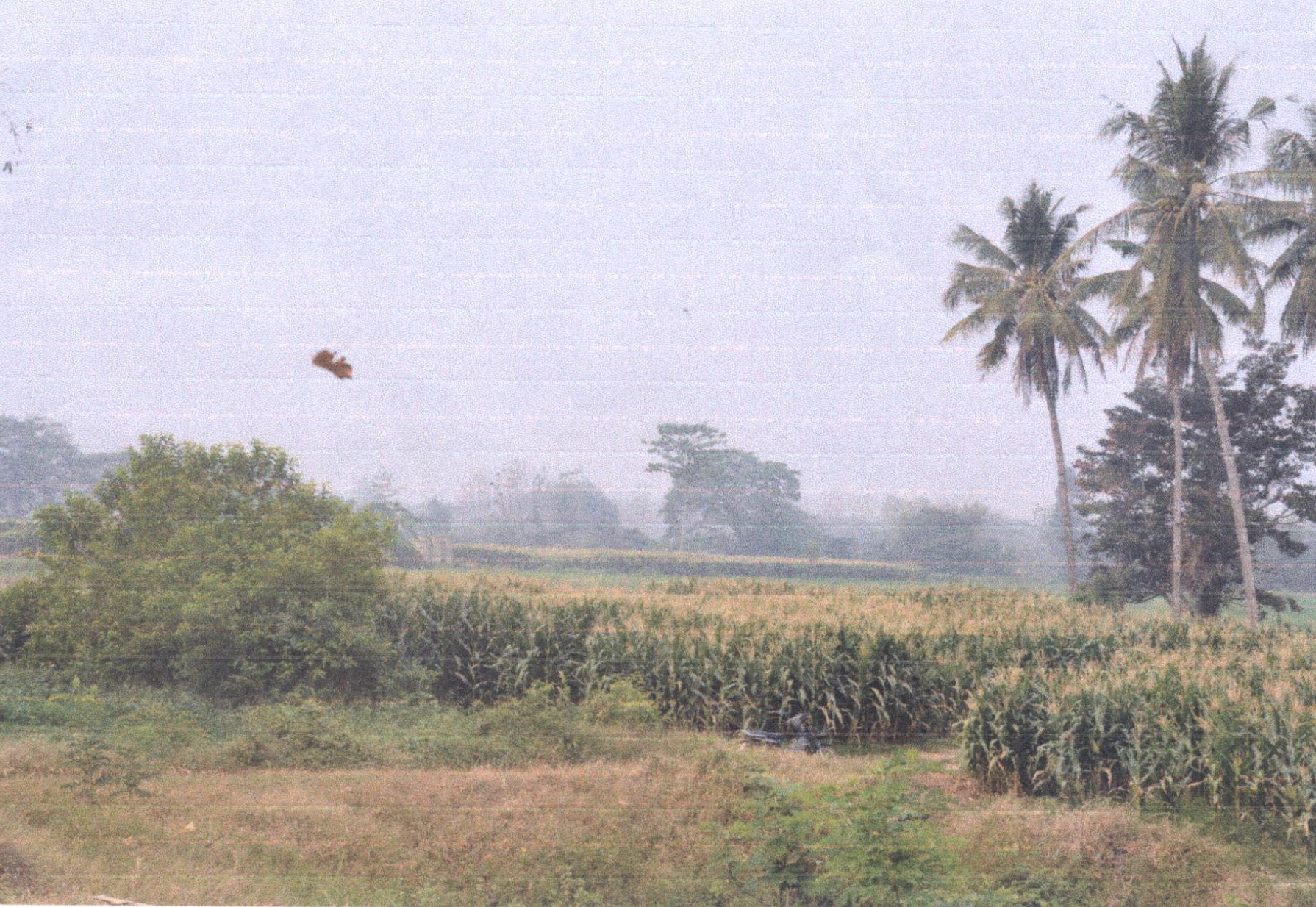 รูปที่ดินว่างเปล่า ทุ่งกวาว เมืองแพร่ แพร่