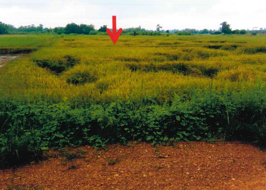 รูปที่ดินว่างเปล่า ทับผึ้ง ศรีสำโรง สุโขทัย