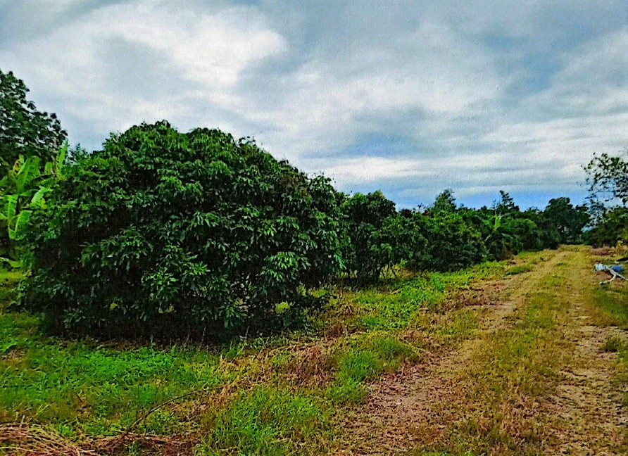 รูปที่ดินว่างเปล่า ทับช้าง สอยดาว จันทบุรี