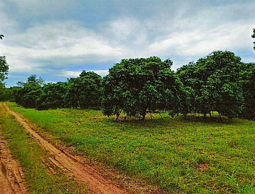 รูปที่ดินว่างเปล่า ทับช้าง สอยดาว จันทบุรี