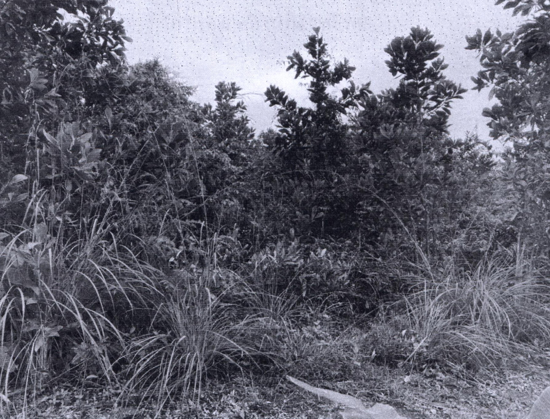 รูปที่ดินว่างเปล่า แม่ขรี ตะโหมด พัทลุง