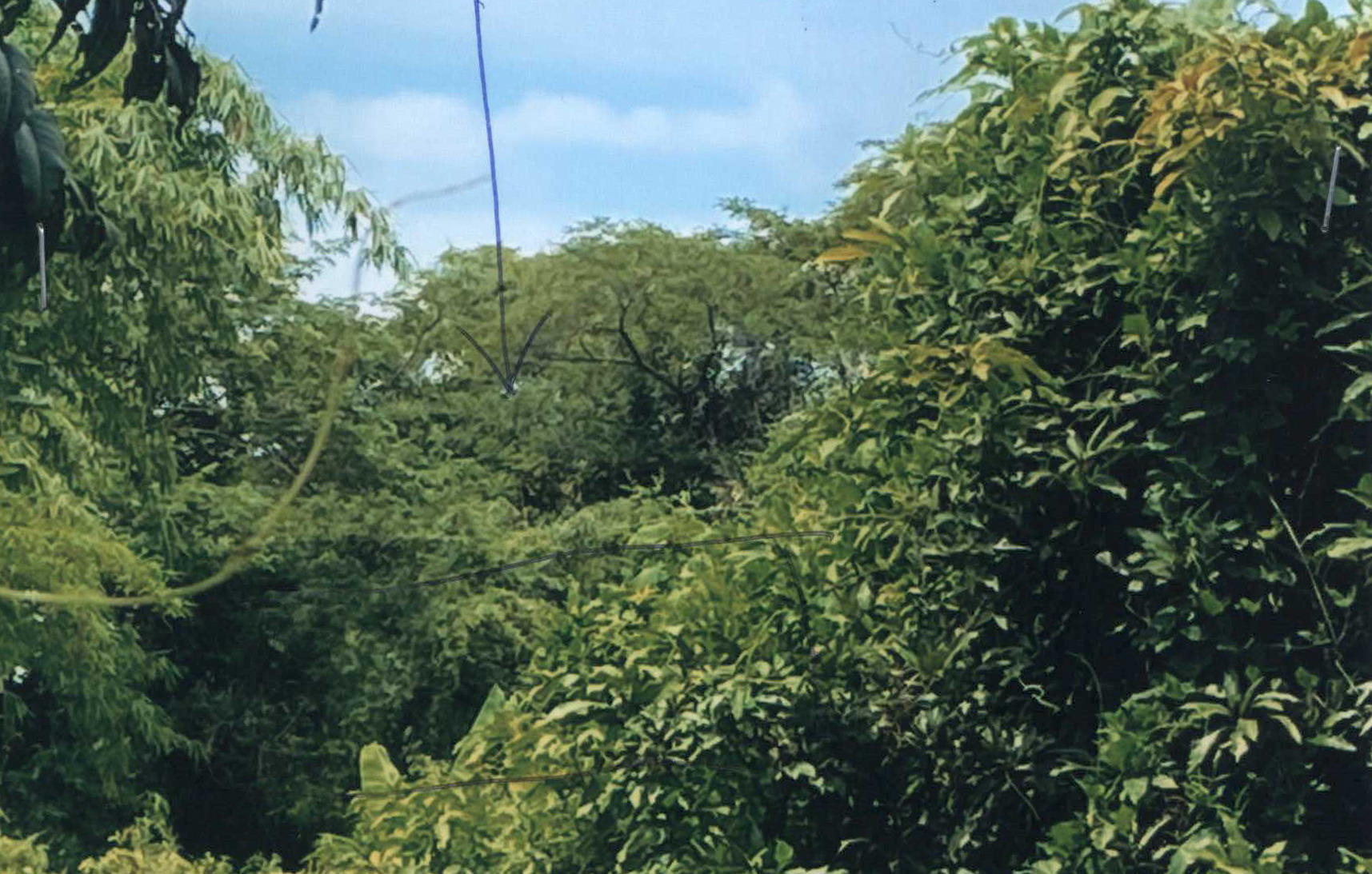 รูปที่ดินว่างเปล่า คอรุม พิชัย อุตรดิตถ์