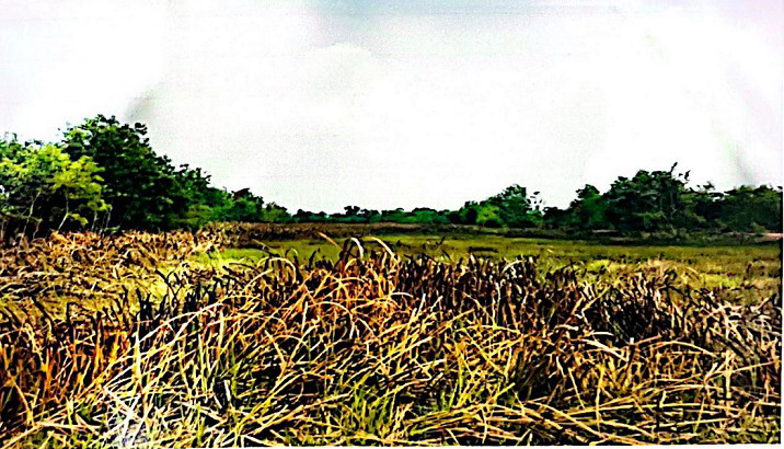 รูปที่ดินว่างเปล่า ศรีจุฬา เมืองนครนายก นครนายก