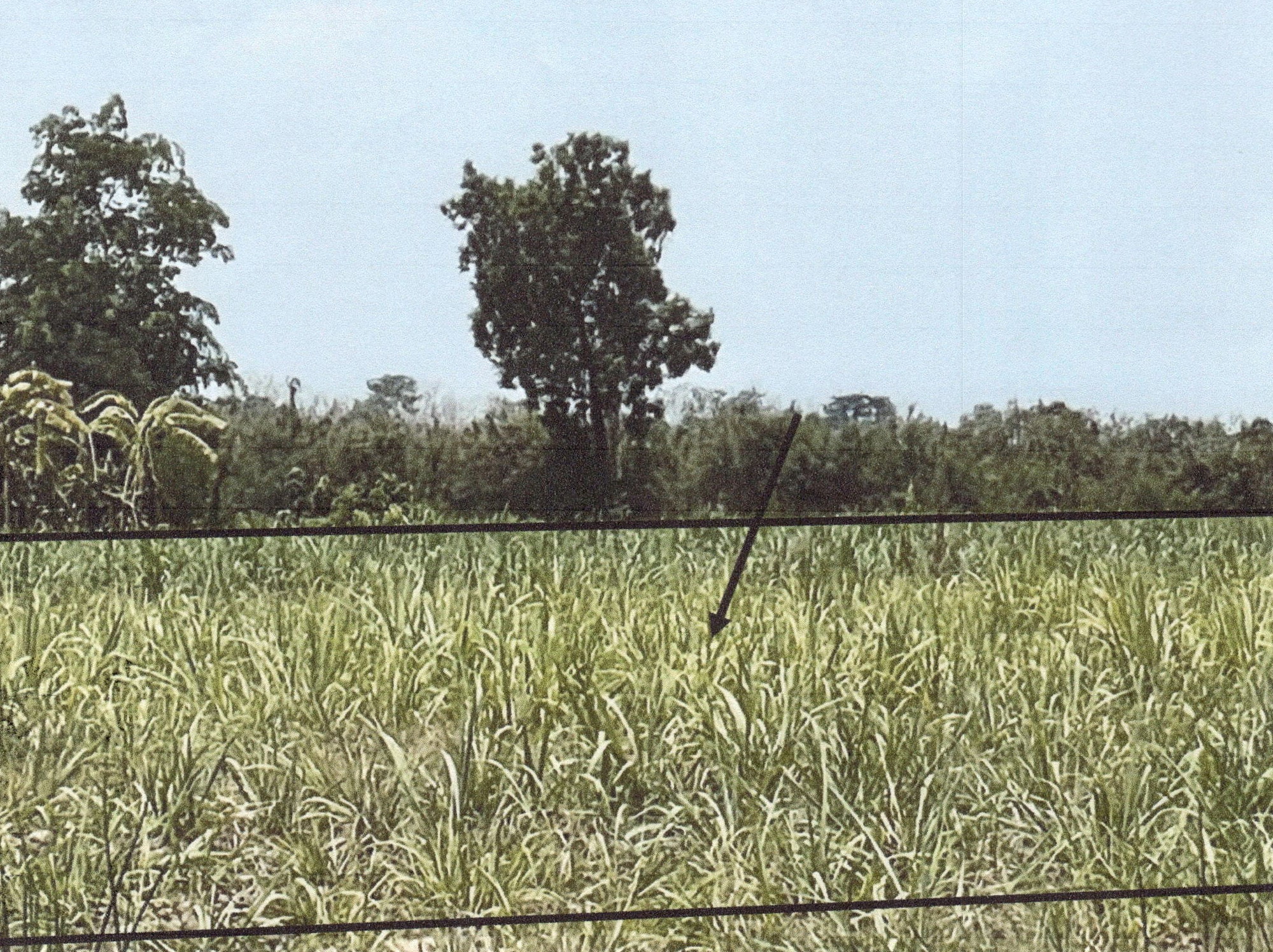 รูปที่ดินว่างเปล่า ในเมือง สวรรคโลก สุโขทัย