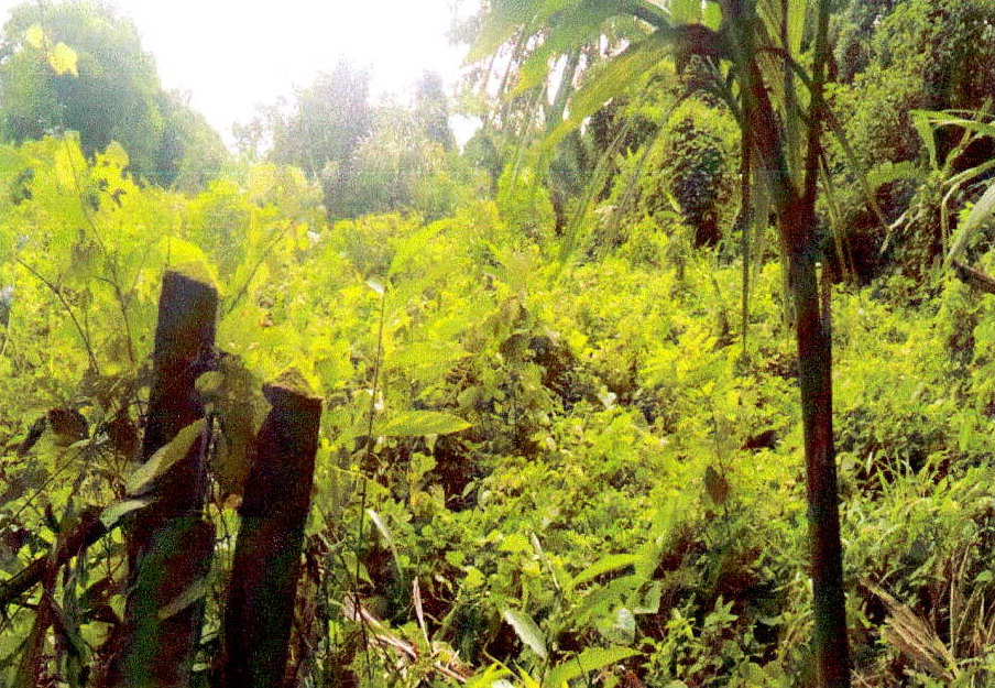 รูปที่ดินว่างเปล่า บางนอน เมือง ระนอง
