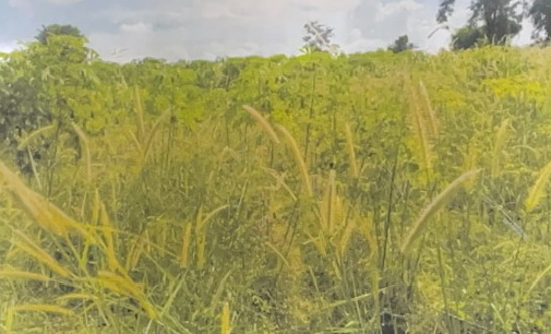 รูปที่ดินว่างเปล่า ดงขวาง หนองขาหย่าง อุทัยธานี