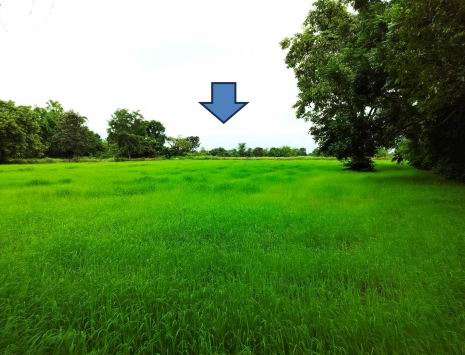 รูปที่ดินว่างเปล่า หนองบัวสะอาด บัวใหญ่ นครราชสีมา