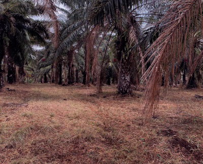 รูปที่ดินว่างเปล่า กำเนิดนพคุณ บางสะพาน ประจวบคีรีขันธ์