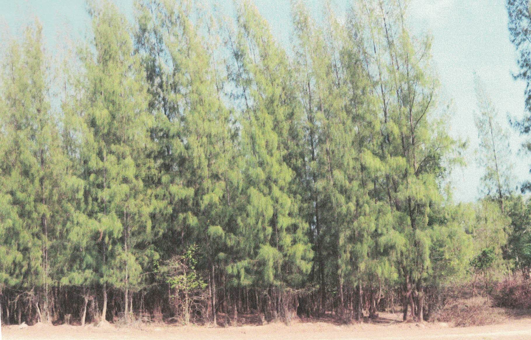 รูปที่ดินว่างเปล่า ห้วยทราย เมือง ประจวบคีรีขันธ์