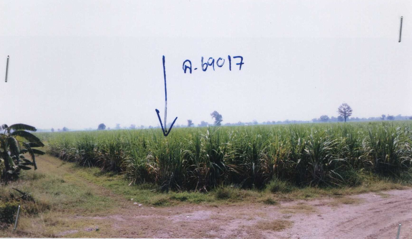 รูปที่ดินว่างเปล่า บ้านดอน ภูเขียว ชัยภูมิ