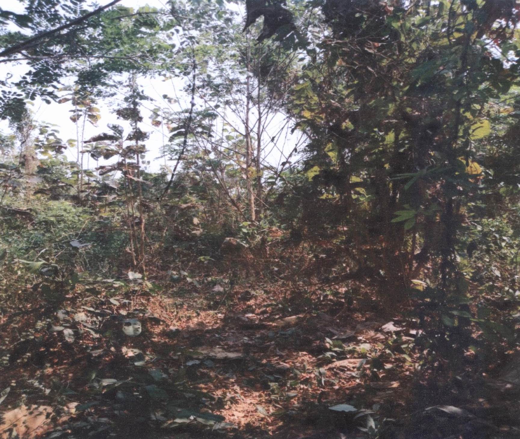 รูปที่ดินว่างเปล่า วังหงส์ เมืองแพร่ แพร่