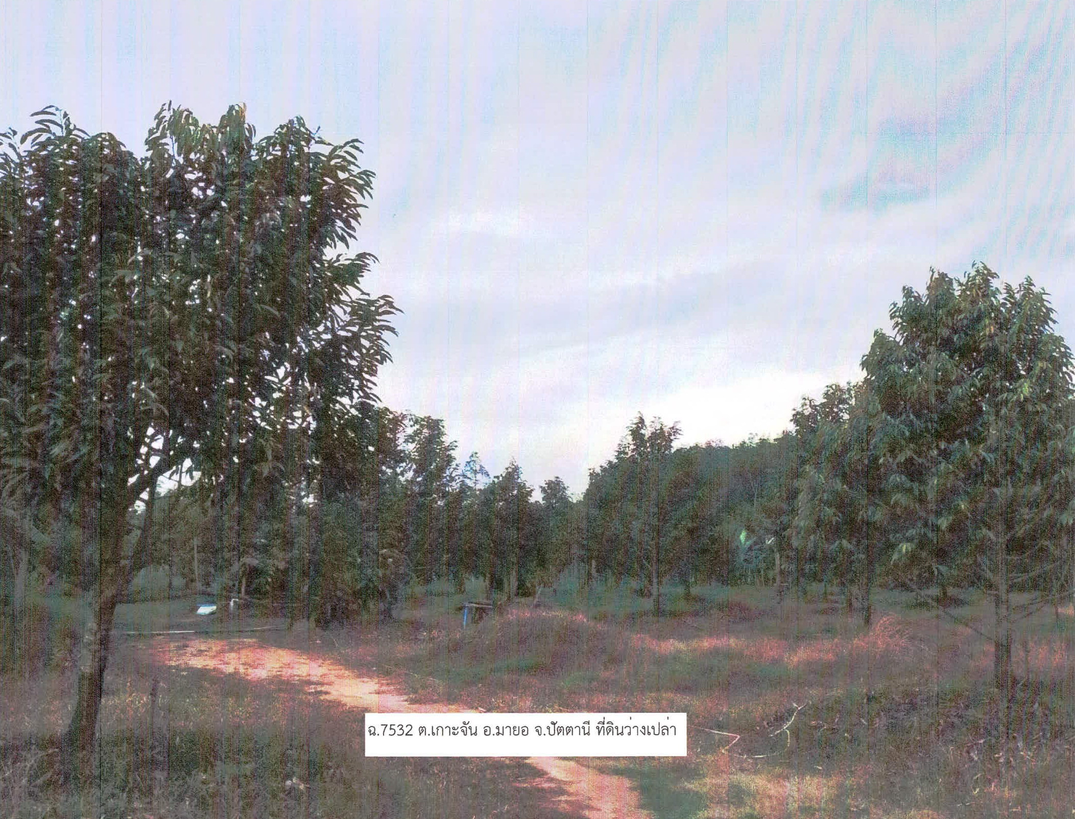 รูปที่ดินว่างเปล่า เกาะจัน มายอ ปัตตานี