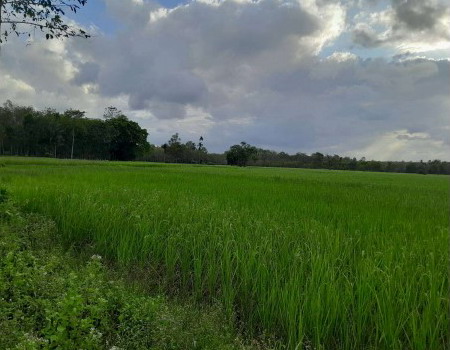 รูปที่ดินว่างเปล่า บ้านโหนด สะบ้าย้อย สงขลา