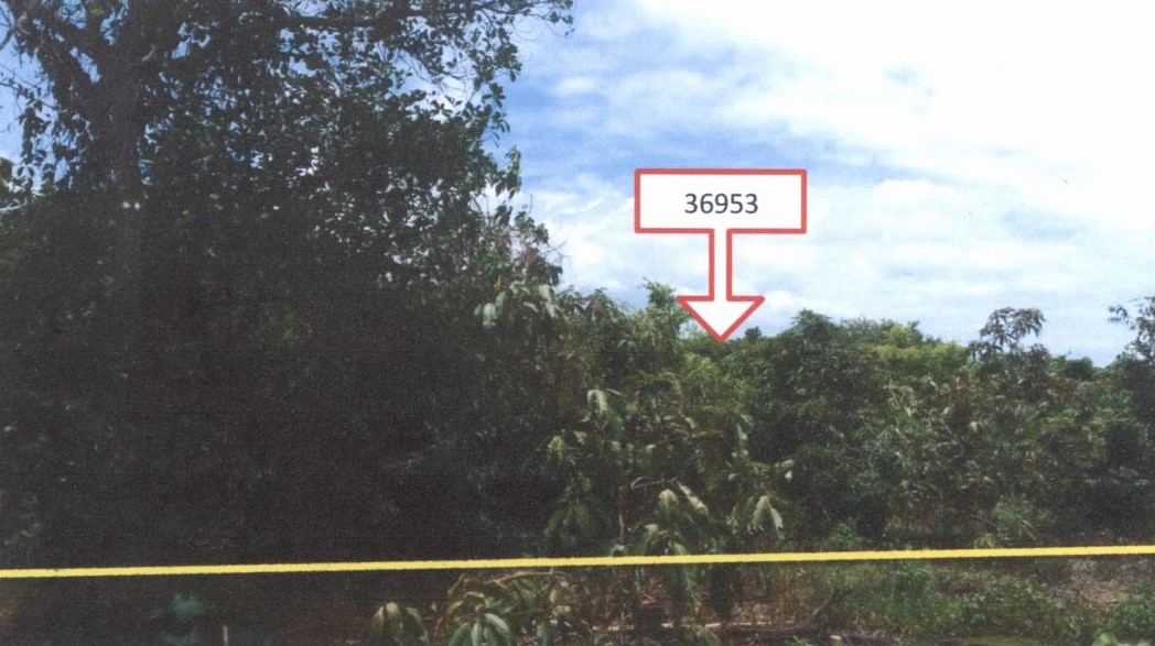 รูปที่ดินว่างเปล่า ศรีเตี้ย บ้านโฮ่ง ลำพูน